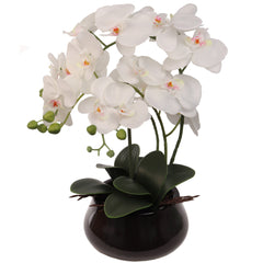 15" x 9" White Orchid with 7" Round Pot