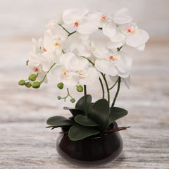 15" x 9" White Orchid with 7" Round Pot