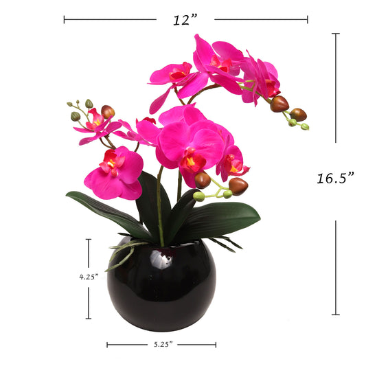 13-Inch Fuchsia Phalaenopsis Orchid Flowers in 5-Inch Round Black Vase