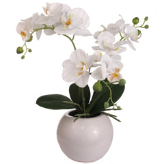 White Phalaenopsis Orchid Arrangement in Black Ceramic Vase - 13"