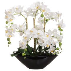 White Phalaenopsis Orchid Arrangement in Ceramic Vase - 18"