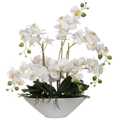 White Phalaenopsis Orchid Arrangement in Ceramic Vase - 18"