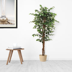 6ft Ficus Tree in Pot w/ 1008 Silk Leaves