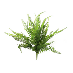 22" Boston Fern