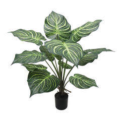 36" Dieffenbachia Plant in Black Pot