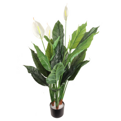 42" Spathiphyllum Plant in Black Pot