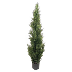 4ft Cedar Tree in Black Pot