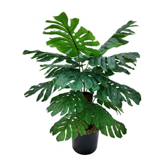 24" Monstera Plant in Black Pot