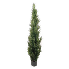 5ft Cedar Tree in Black Pot