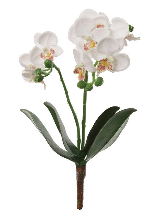 Phalaenopsis Spray - 16"