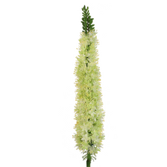 27" Foxtail Spray