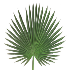 44" Fan Palm Leaf Stem