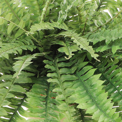 Boston Fern Plant w/ 35 Silk Fronds - 34" Wide