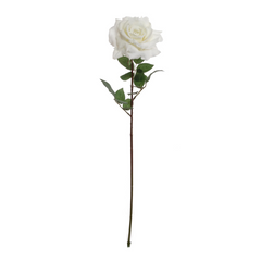 30" Queen Anne Rose Stem - 2025 Spring Collection