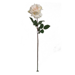 30" Queen Anne Rose Stem - 2025 Spring Collection