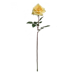 30" Queen Anne Rose Stem - 2025 Spring Collection