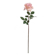 30" Queen Anne Rose Stem - 2025 Spring Collection