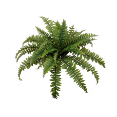 Boston Fern Plant w/ 35 Silk Fronds - 34" Wide