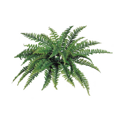 Boston Fern Plant w/ 42 Silk Fronds - 34" Wide