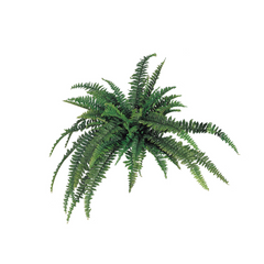 Boston Fern Plant w/ 48 Silk Fronds - 48" Wide