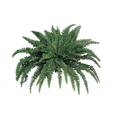 Boston Fern Plant w/ 88 Silk Fronds - 48" Wide