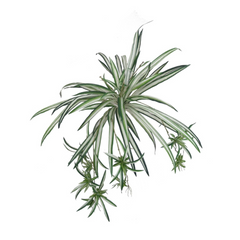 Spider Fern Plant w/ 60 Silk Fronds - 32" Wide