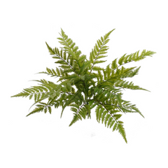 28" Boston Fern Bush