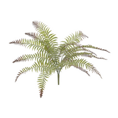 20" Frost River Fern Plant