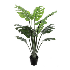 36" Split Philo Plant in Black Pot